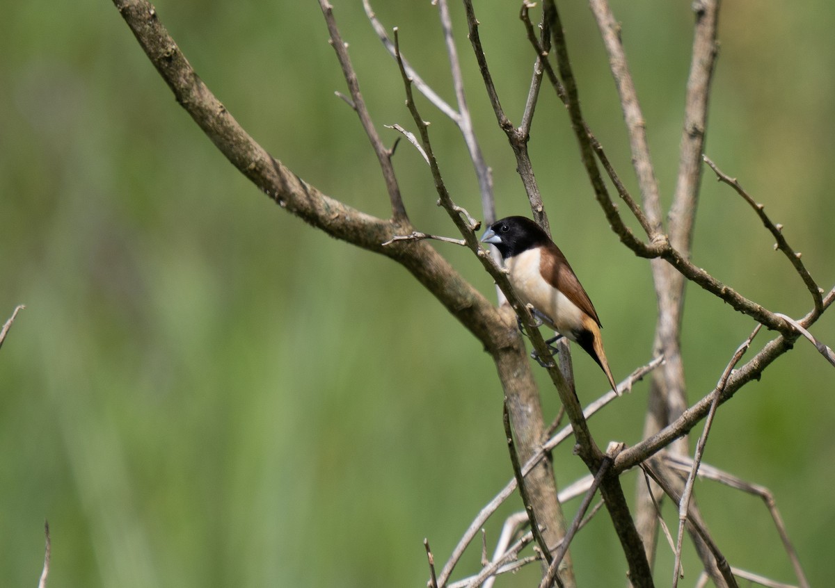 Hooded Munia - ML626745847