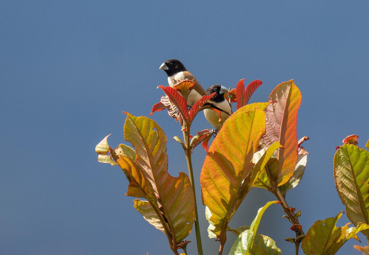 Hooded Munia - ML626745851