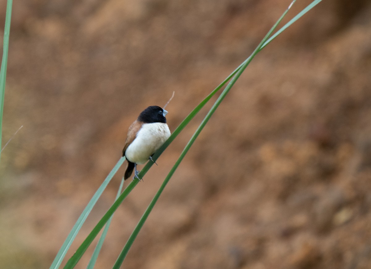 Hooded Munia - ML626745853