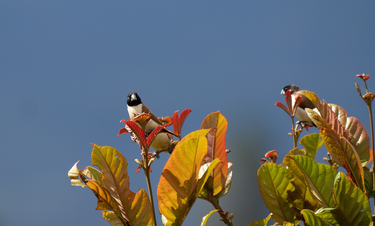 Hooded Munia - ML626745855
