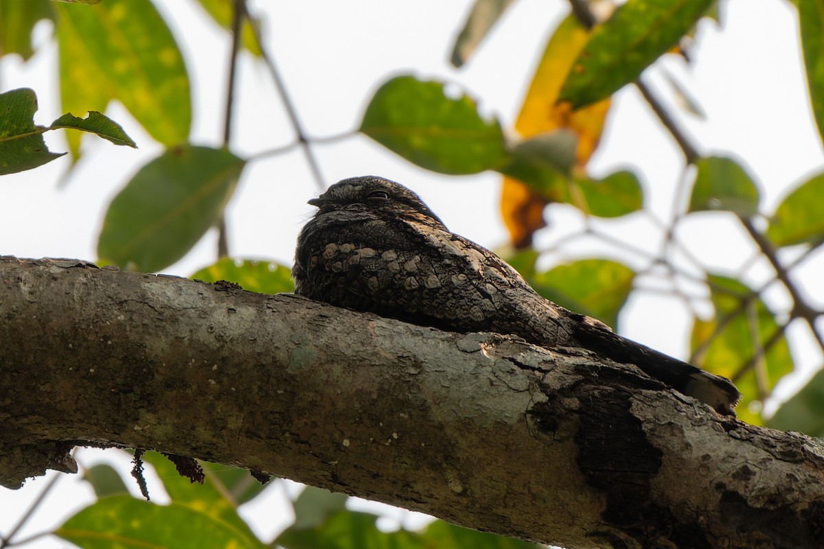 Jungle Nightjar - ML626745872