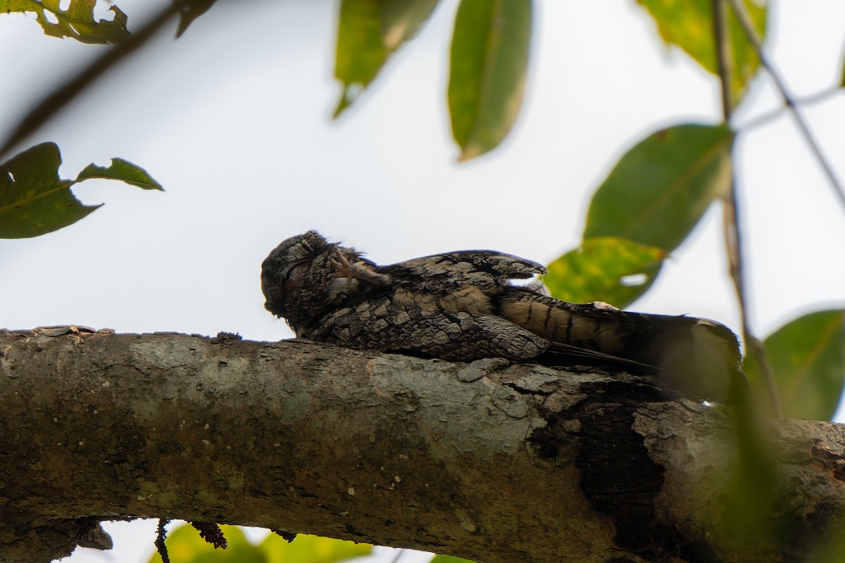 Jungle Nightjar - ML626745873