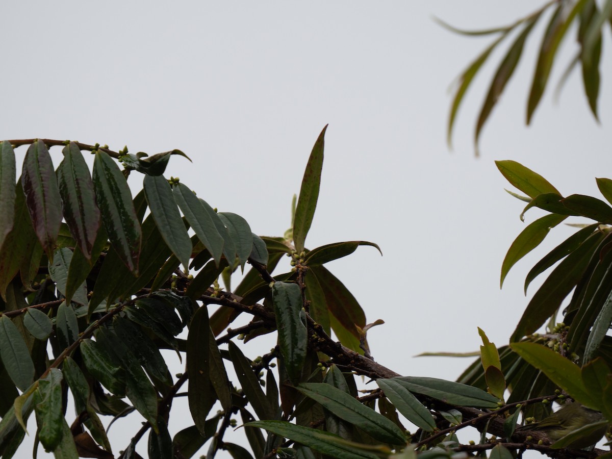 Island Leaf Warbler (New Guinea) - ML626745894