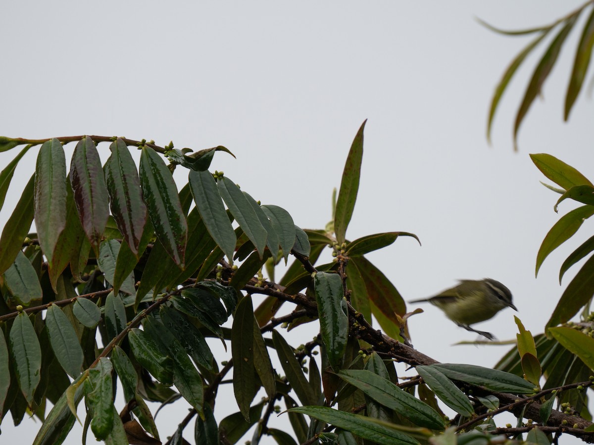 Island Leaf Warbler (New Guinea) - ML626745895