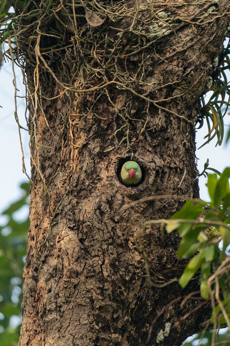 Alexandrine Parakeet - ML626745904