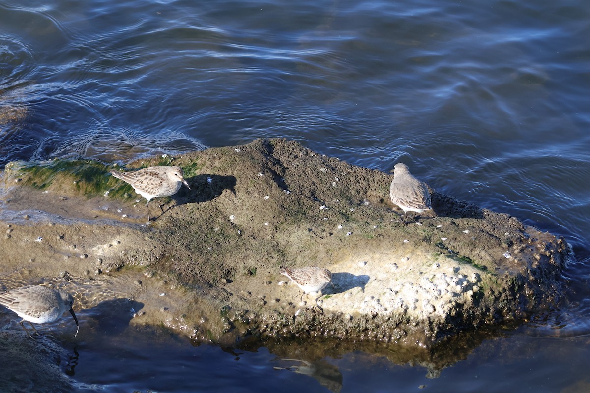 jespák drobný - ML626745918