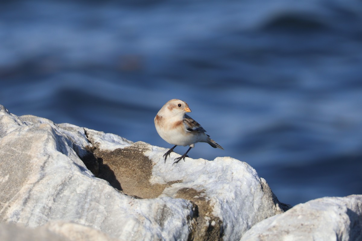 sněhule severní - ML626745922