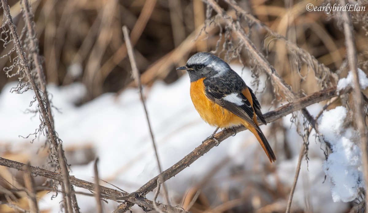 Daurian Redstart - ML626745926