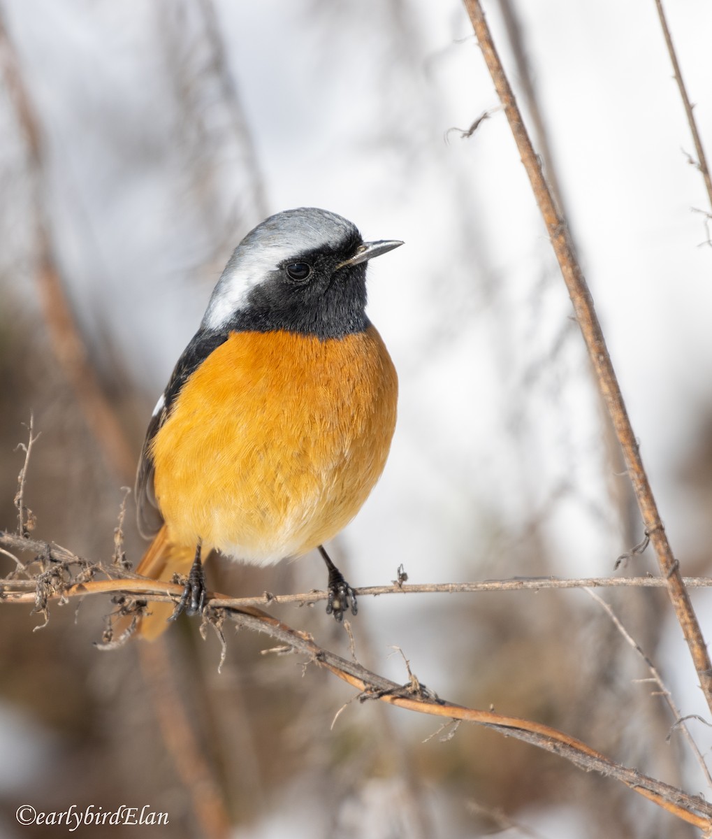 Daurian Redstart - ML626745941