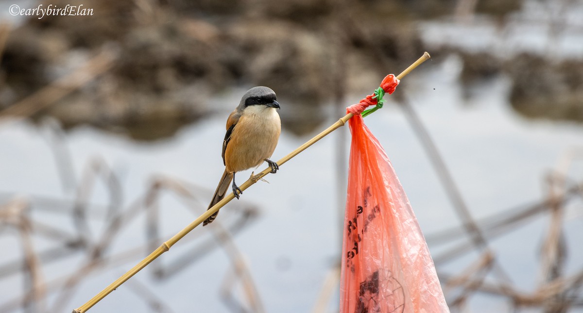 Long-tailed Shrike - ML626745953