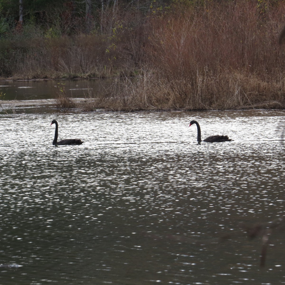 コクチョウ - ML626745968