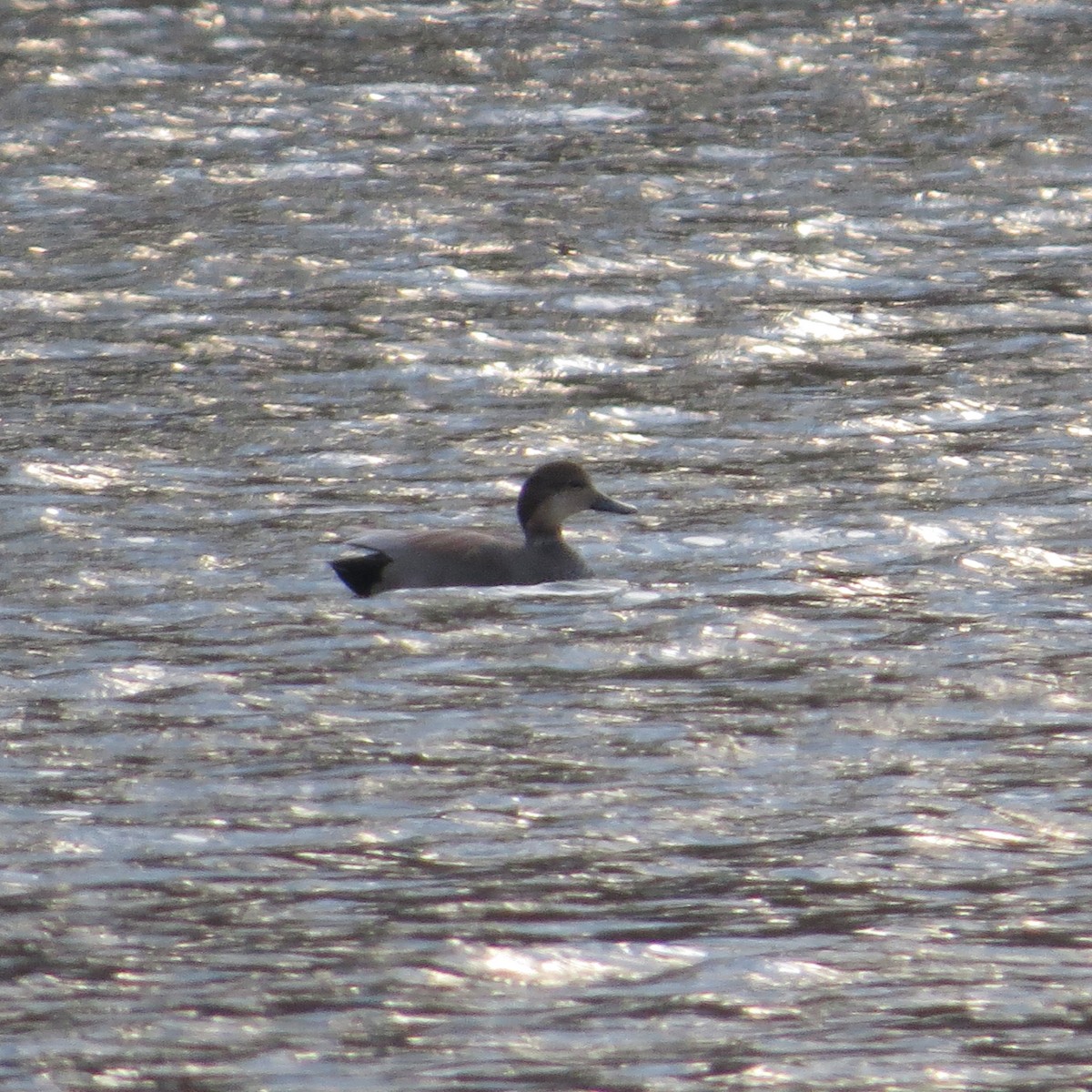 オカヨシガモ - ML626745988