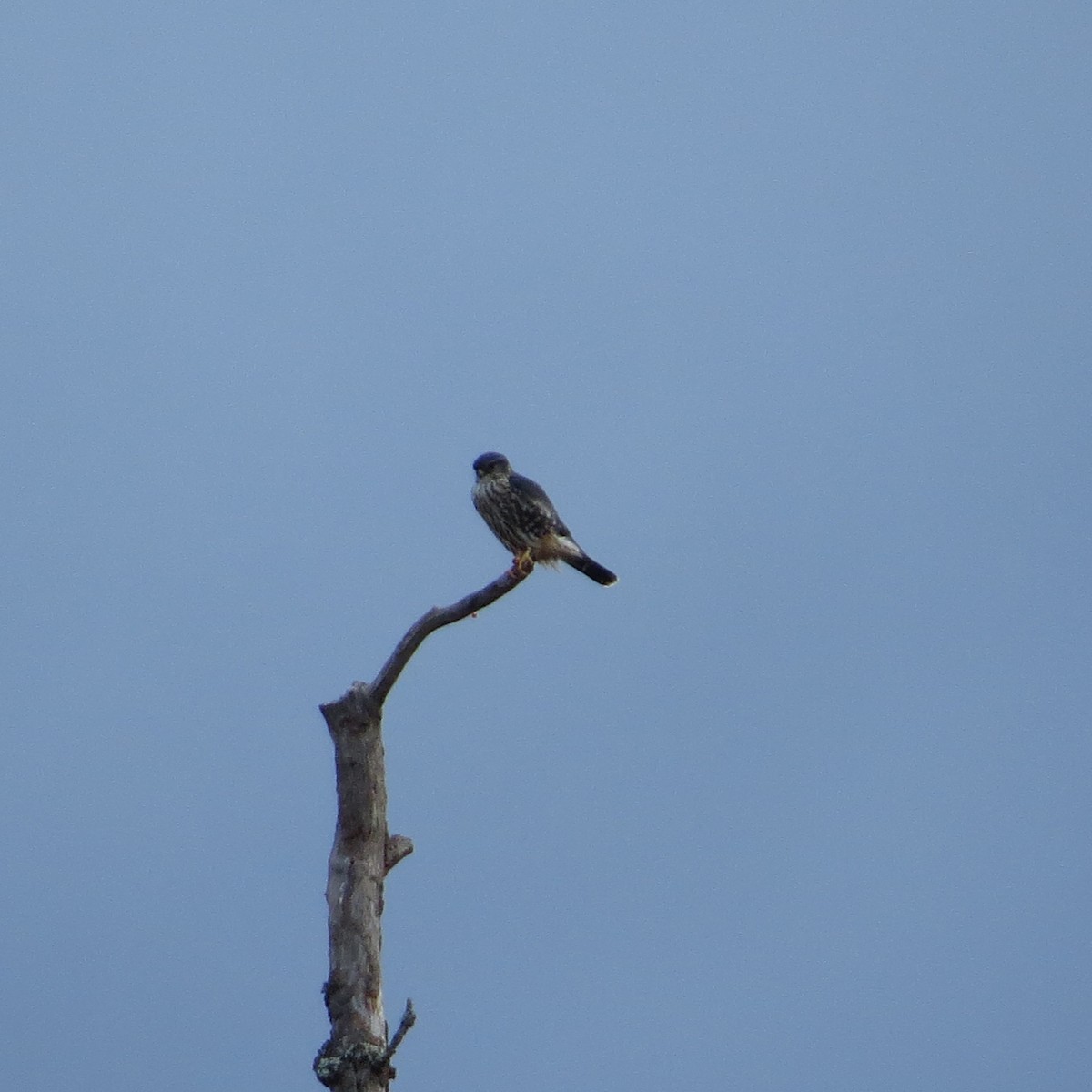 コチョウゲンボウ - ML626746001