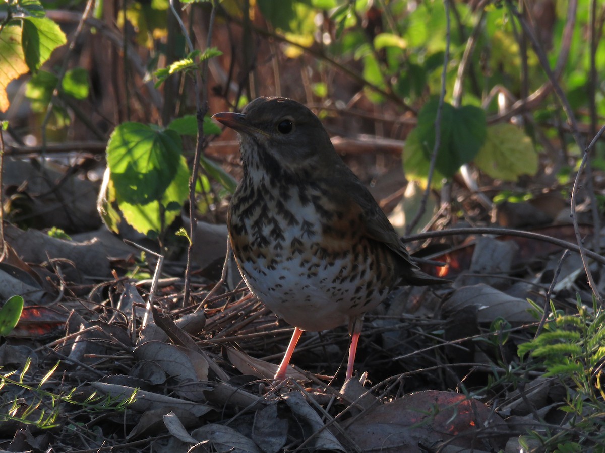 Japanese Thrush - ML626746059