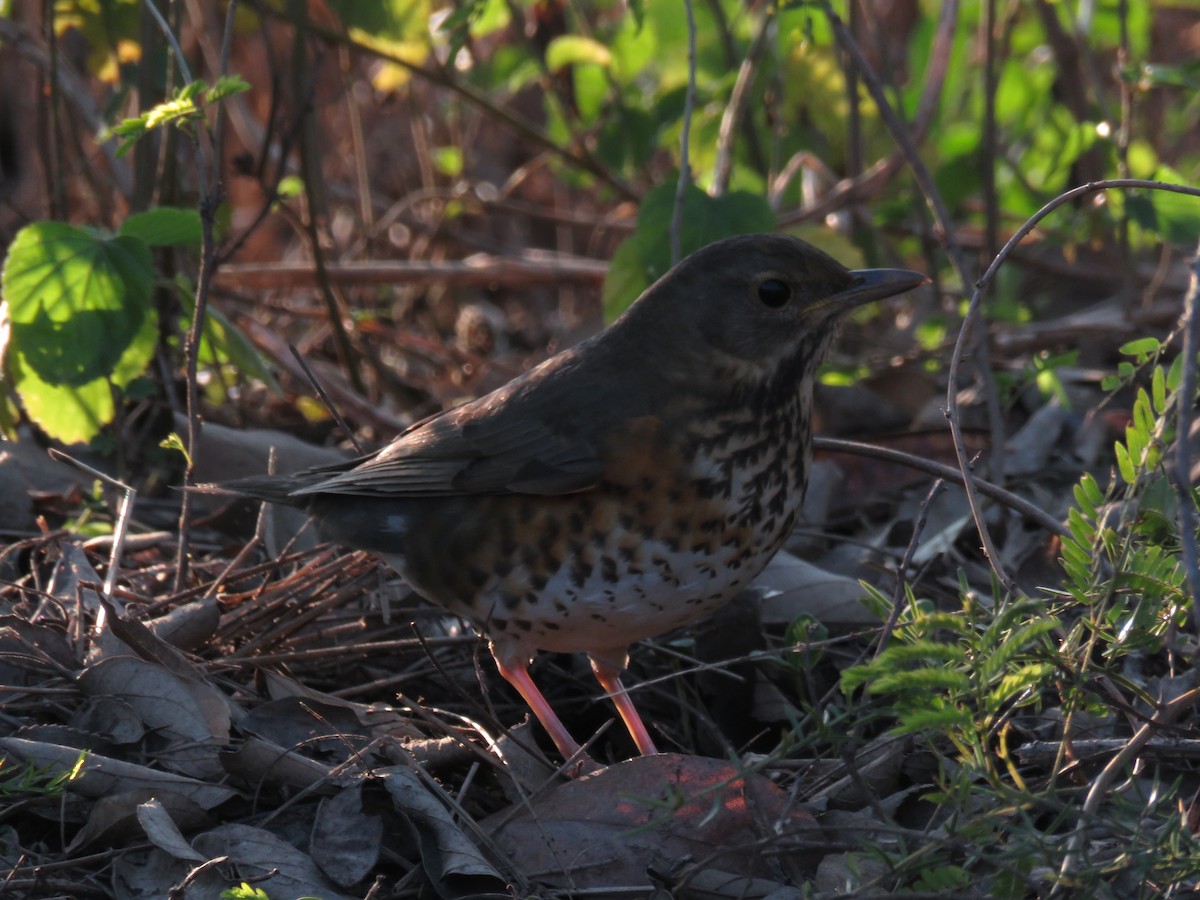 Japanese Thrush - ML626746060