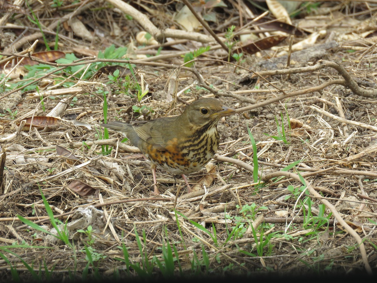 Japanese Thrush - ML626746086