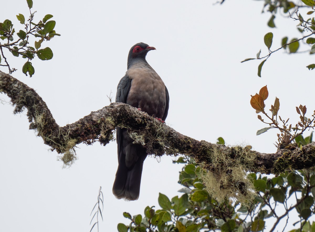 Papuan Mountain-Pigeon - ML626746096