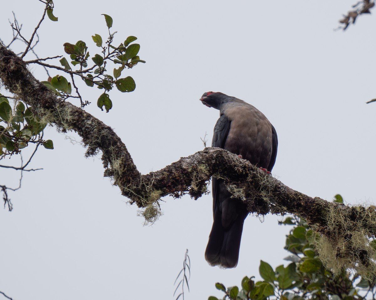 Papuan Mountain-Pigeon - ML626746098
