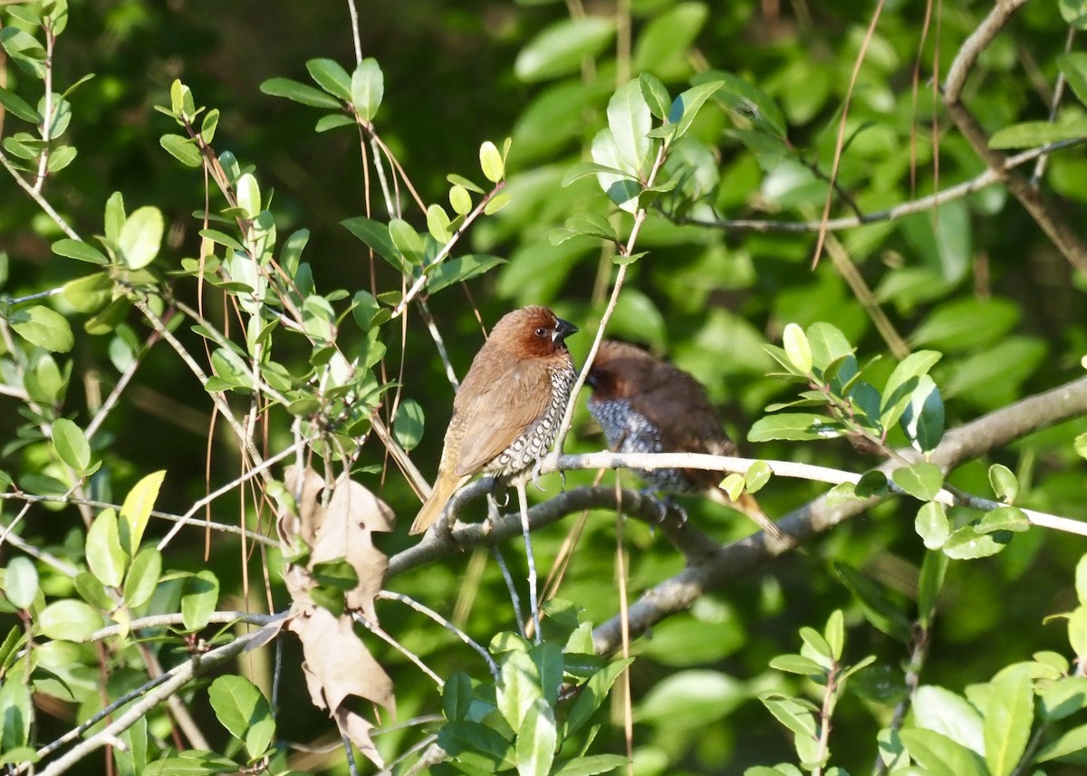 Scaly-breasted Munia - ML626746103