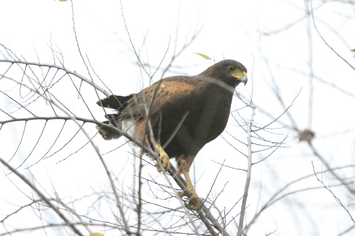 Harris's Hawk - ML626746171