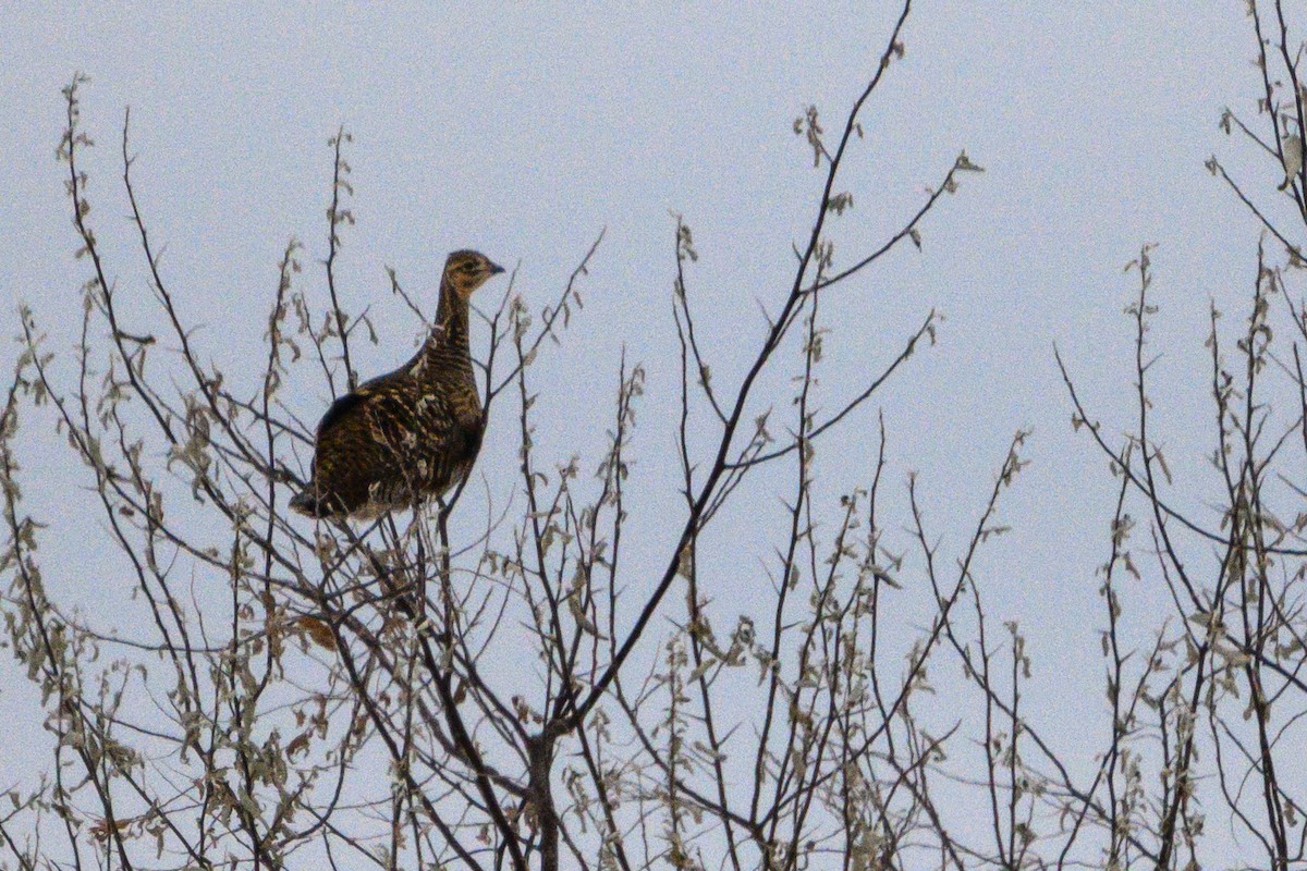 Greater Prairie-Chicken - ML626746307