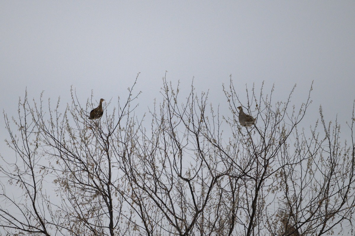 Greater Prairie-Chicken - ML626746308
