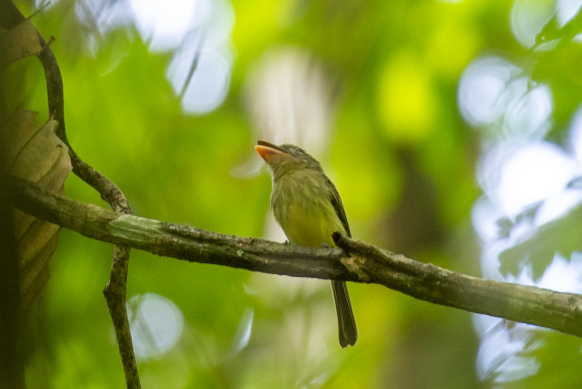 Western Olivaceous Flatbill - ML626746324