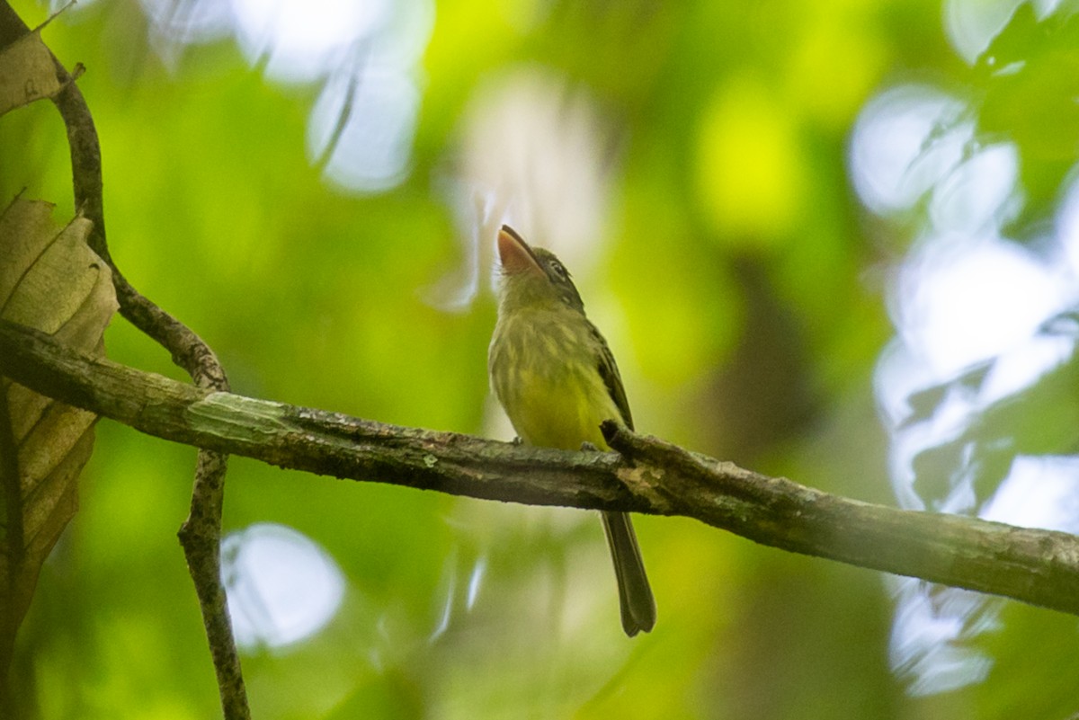 Western Olivaceous Flatbill - ML626746325