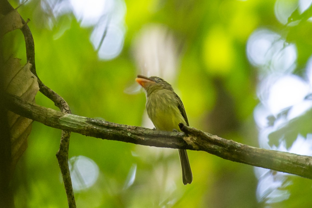 Western Olivaceous Flatbill - ML626746326