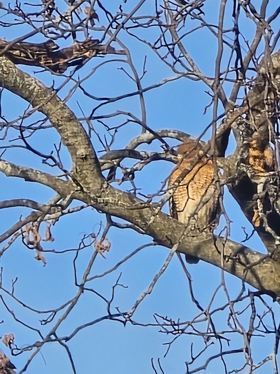 Red-shouldered Hawk - ML626746349