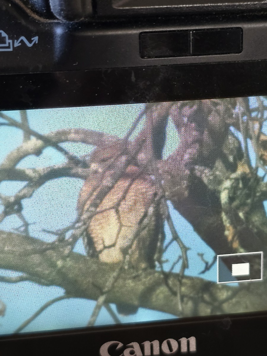 Red-shouldered Hawk - ML626746362