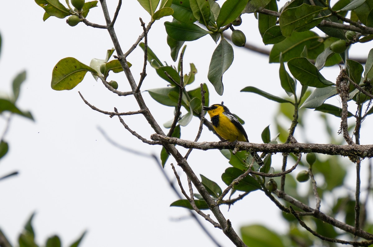 Black-breasted Boatbill - ML626746470