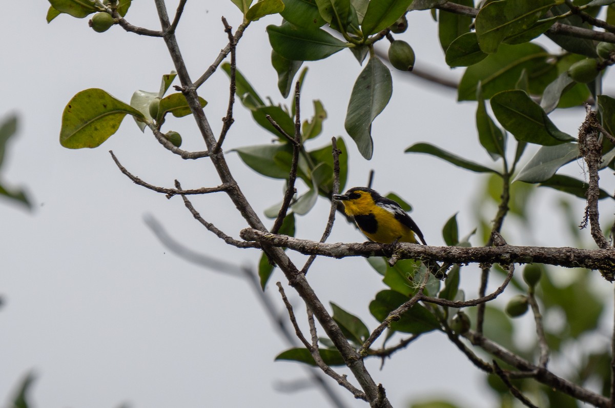 Black-breasted Boatbill - ML626746471