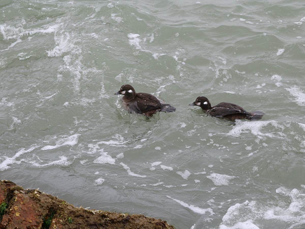 Harlequin Duck - ML626746570