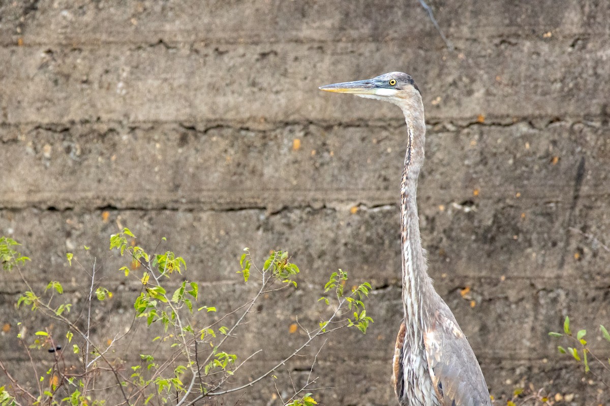 Great Blue Heron (Great Blue) - ML626746773