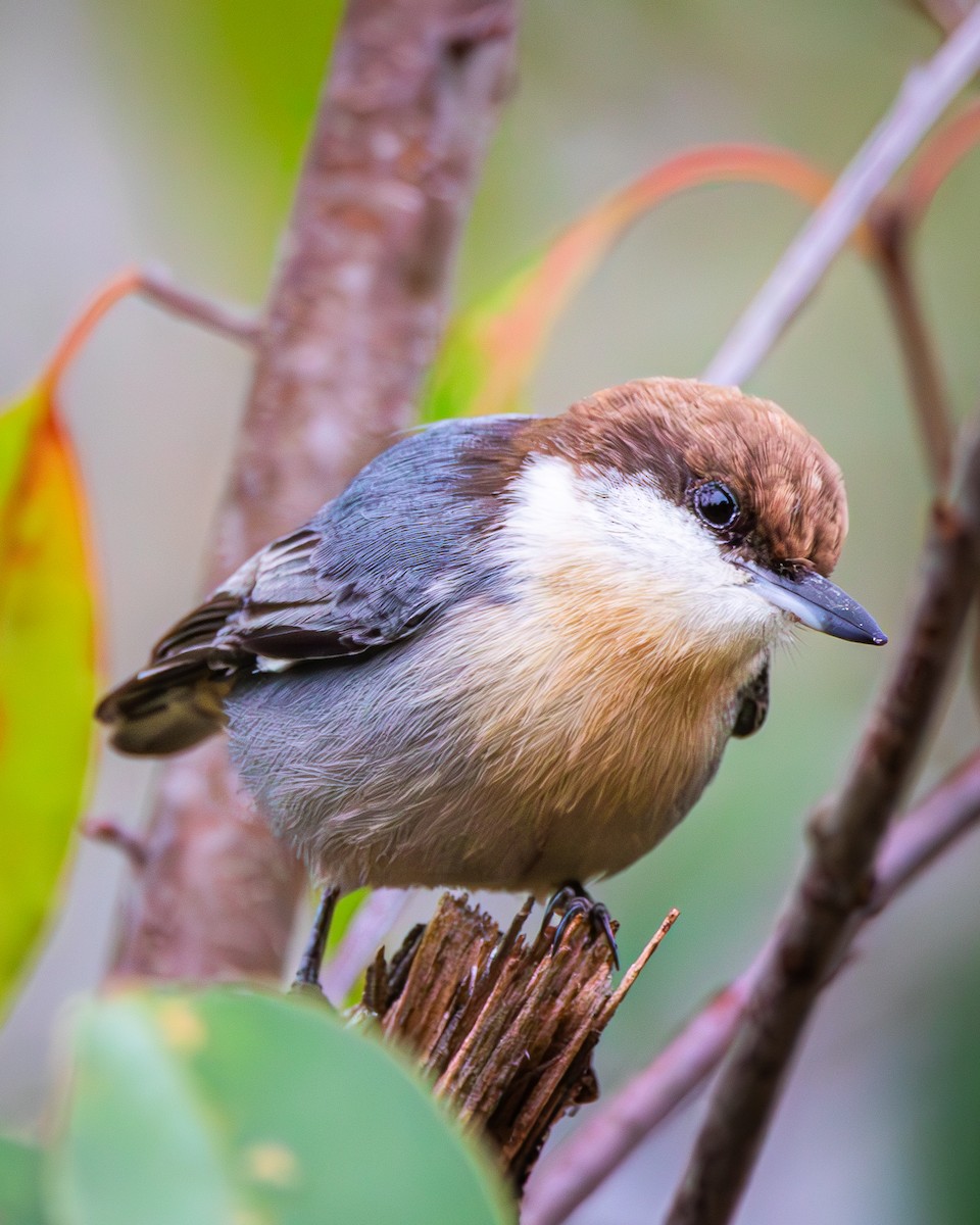 Brown-headed Nuthatch - ML626746801