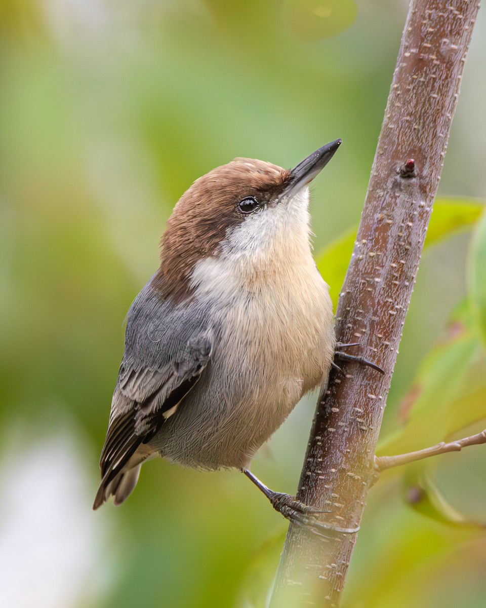 Brown-headed Nuthatch - ML626746802