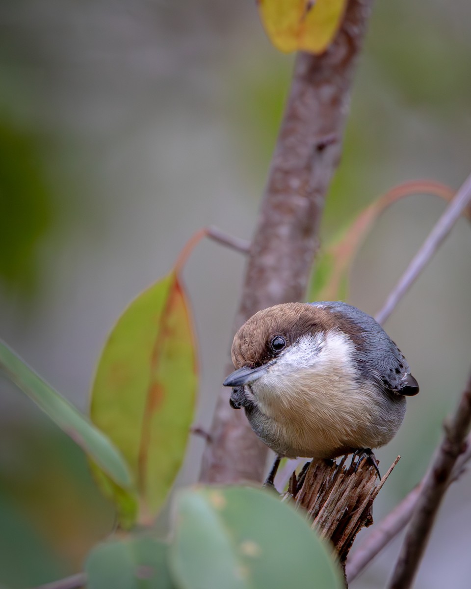 Brown-headed Nuthatch - ML626746803