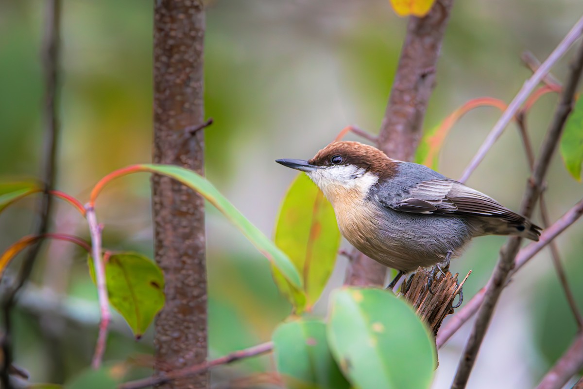 Brown-headed Nuthatch - ML626746804