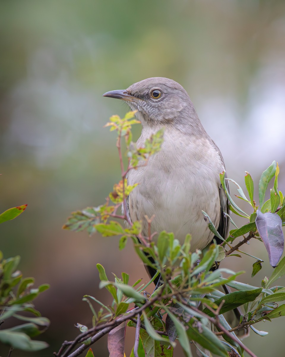 Northern Mockingbird - ML626746813