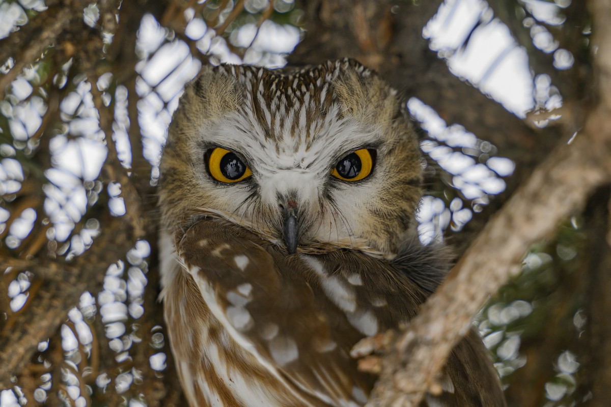 Northern Saw-whet Owl - ML626746828