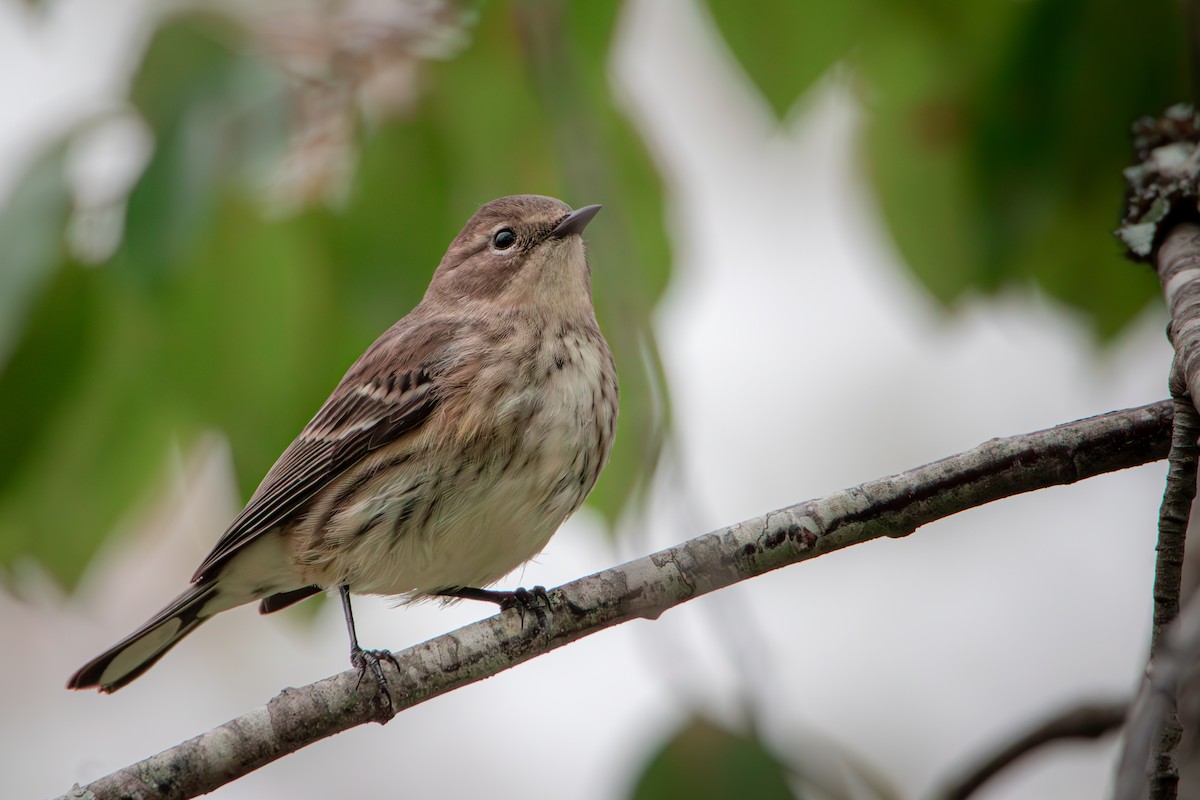 Yellow-rumped Warbler (Myrtle) - ML626746857