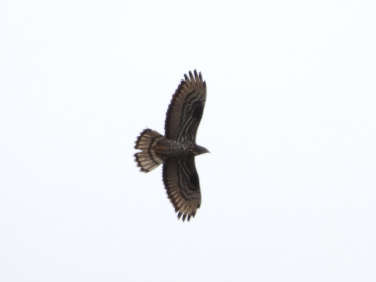 European Honey-buzzard - ML626747054