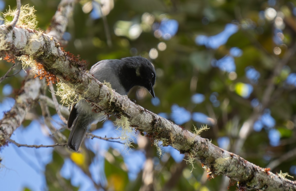 Black-throated Robin - ML626747145
