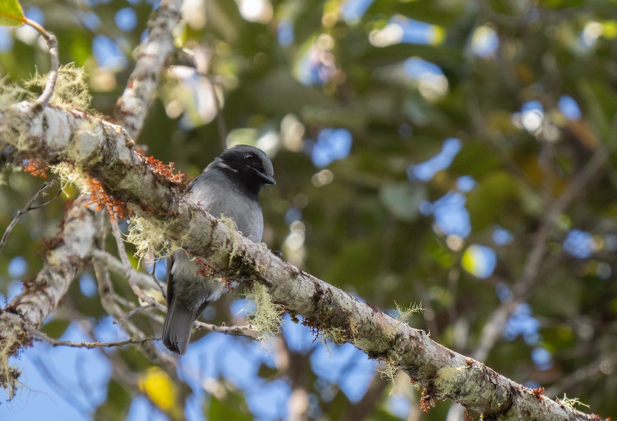 Black-throated Robin - ML626747146