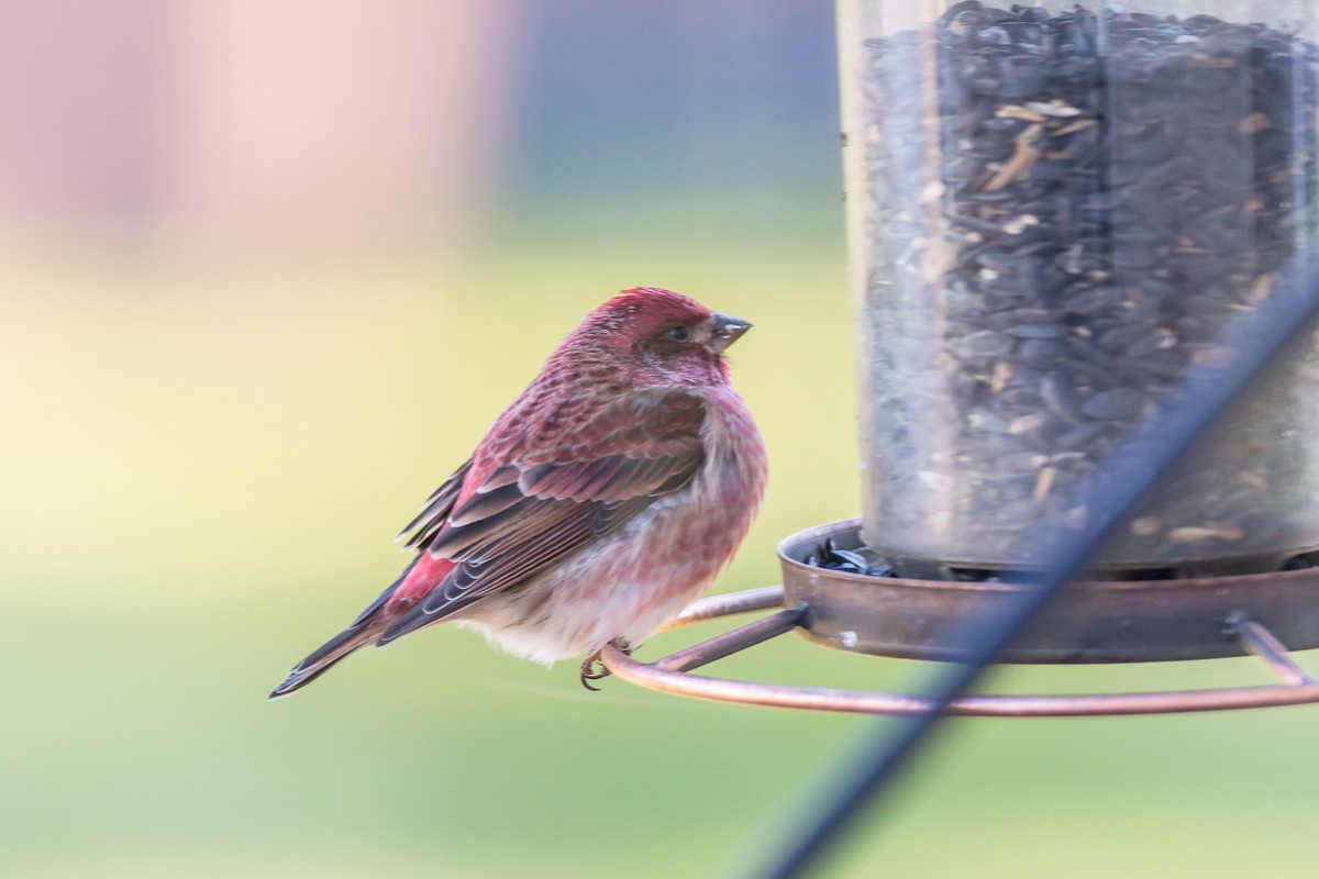 Purple Finch - ML626747190