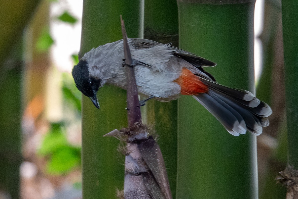 Sooty-headed Bulbul - ML626747486