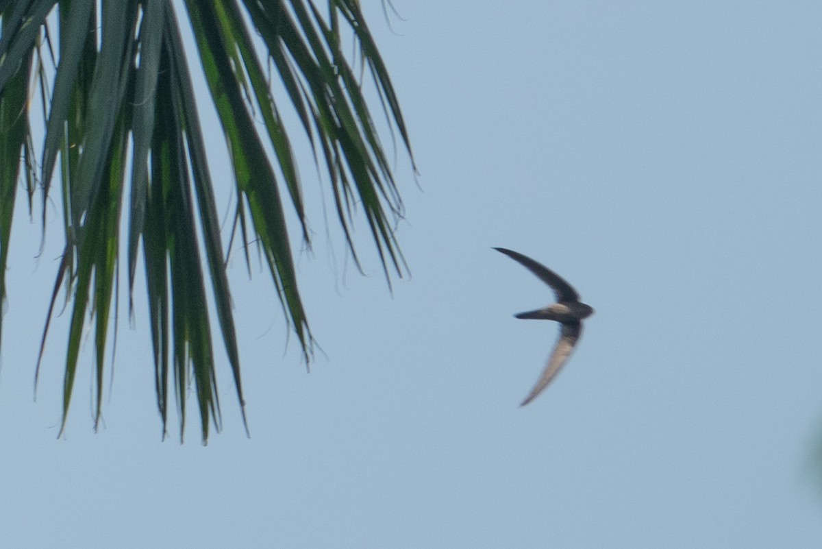 Asian Palm Swift - ML626747499