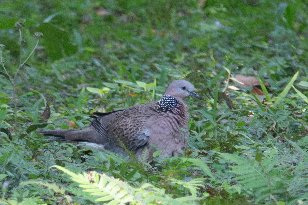 Spotted Dove - ML626747501