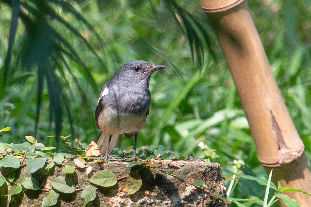Oriental Magpie-Robin - ML626747517